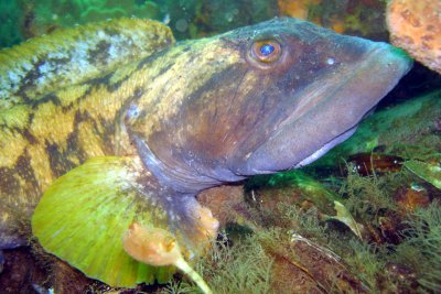 Ocean Pout