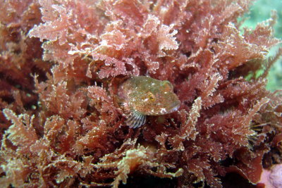 Juvenile Sculpin