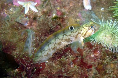 Juvenile Ocean Pout