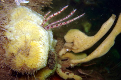 Brittle Star legs amongst Sea Sponge
