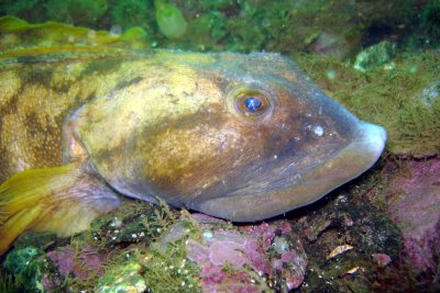 Ocean Pout