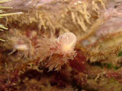 Bushy Back Nudibranch