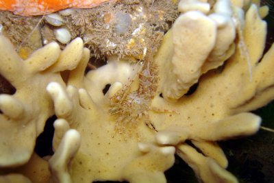 Shrimp in palm of palmate sponge