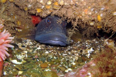 Atlantic Pout