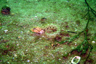 Juvenile Ocean Pout