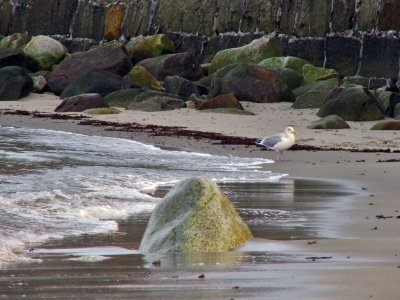 Gull at old Garden Beach