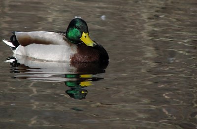 Duck at Beaver Creek Reservation