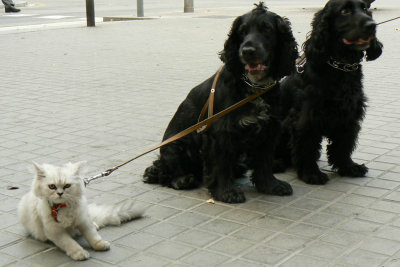 un gato y dos perros.