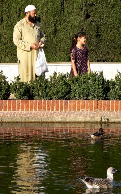alimentando patos
