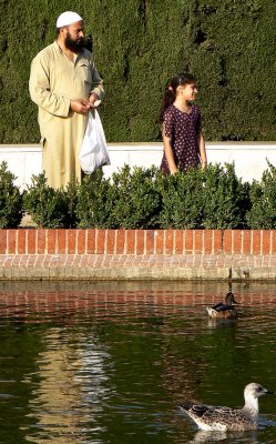 alimentando patos