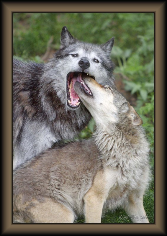 Wolves