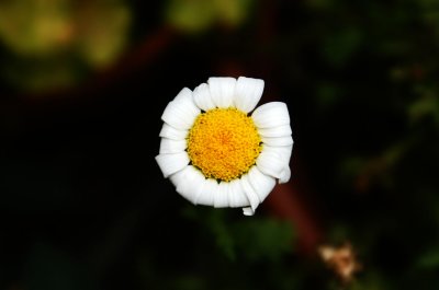 daisy