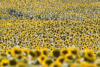 Sun Flower Field-istanbul_2701.jpg