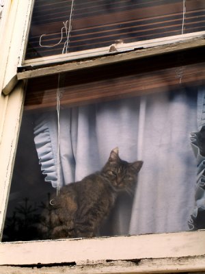 Cat In The Window