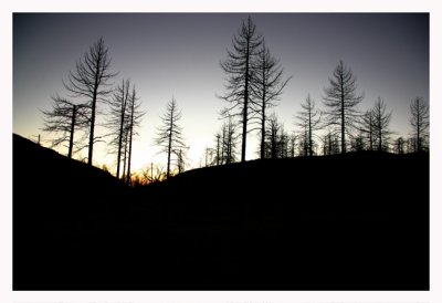 Scorched Trees At Sunset
