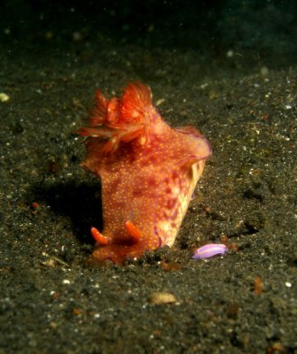 Nudibranch