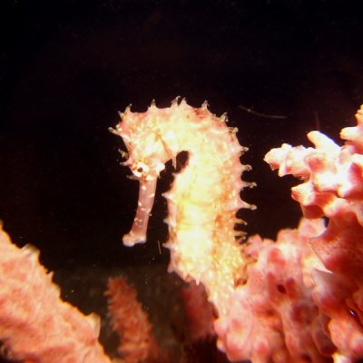 Seahorse