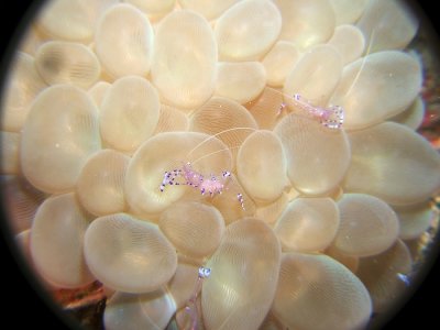 Shrimp On Bubble Anemone