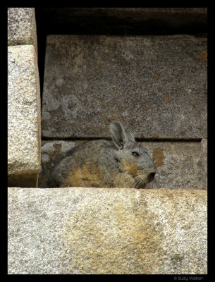 Wild Peruvian rabbit, Machu Picchu