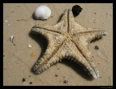 Starfish, Isla de la Juventud