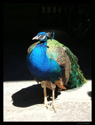 Peacock, Havana