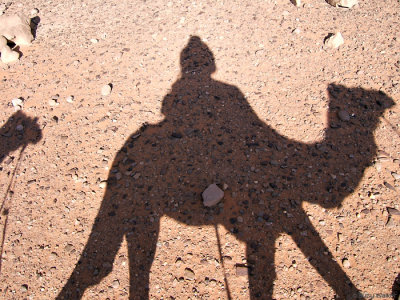 Shadow Camel, Jordan