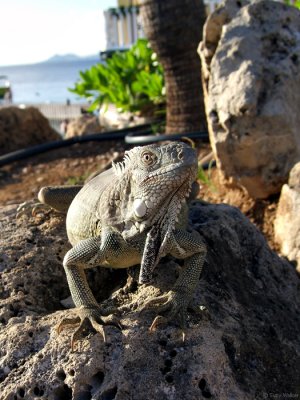 Relaxing in the sun, Bonaire