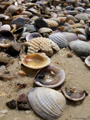 Shells, Isla de la Juventud