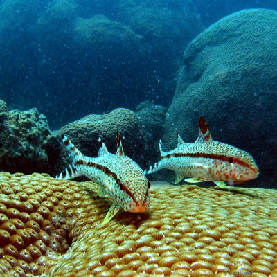 Bar tail goatfish