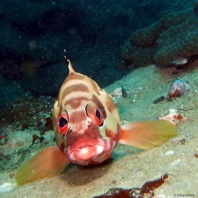 grouper blacktip grouper