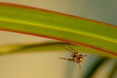 spider