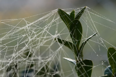 spider's web