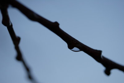 branch