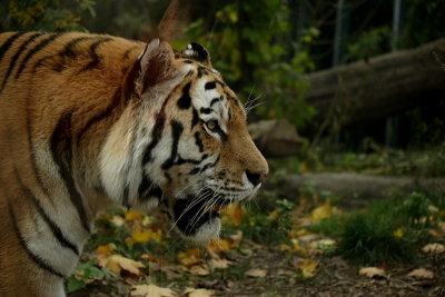 animals