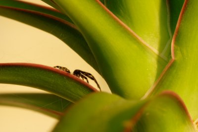 spider's home