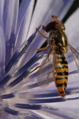 insects