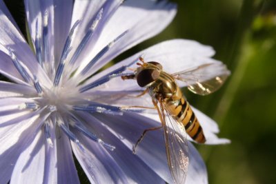 insects