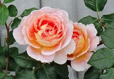 g6/65/768565/3/79365716.jjhPwfjc.jpg