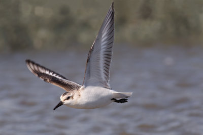 Bcasseau Sanderling -- Sanderling