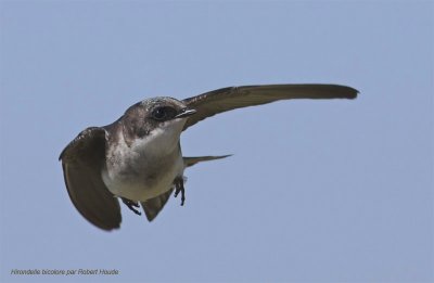 Hirondelle bicolore -- _Z0U5121 -- Tree Swallow
