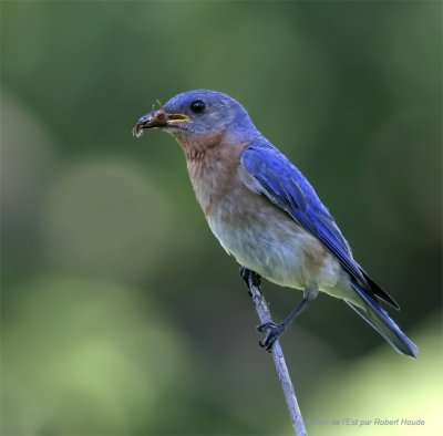 Merlebleu de l'Est -- 171_7107 -- Eastern Bluebird