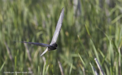 Guifette noire --  Black Tern -- _Z0U3202