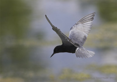 Guifette noire -- _Z0U3308 -- Black Tern