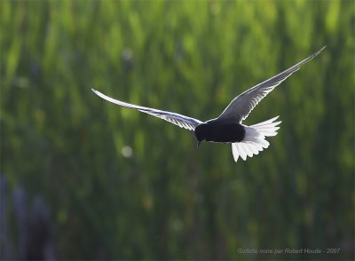 Guifette noire --  _Z0U3224 -- Black Tern