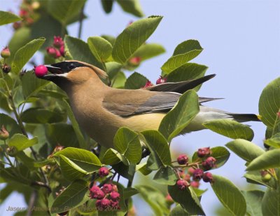 Jaseur d'Amrique -- _Z0U3571 -- Cedar Waxwing