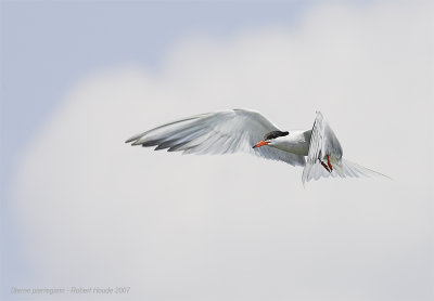 Sterne pierregarin en vol / Common Tern in flight
