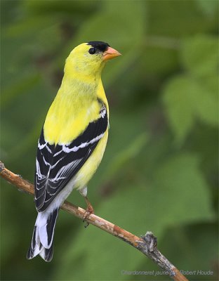 Chardonneret jaune -- _MG_0755 -- American Goldfinch