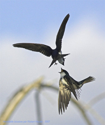 Hirondelle bicolore -- _Z0U3182 -- Tree Swallow