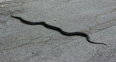 BIG snake for NY