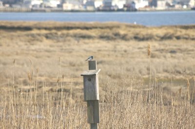 Bird on a house